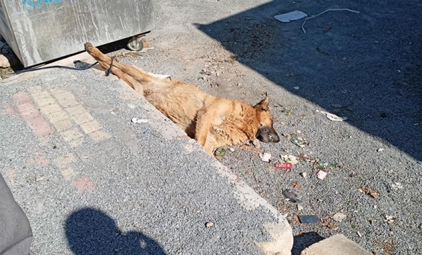 Köpeği öldürüp arka ayakları bağlı halde çöp konteynerinin yanına attılar