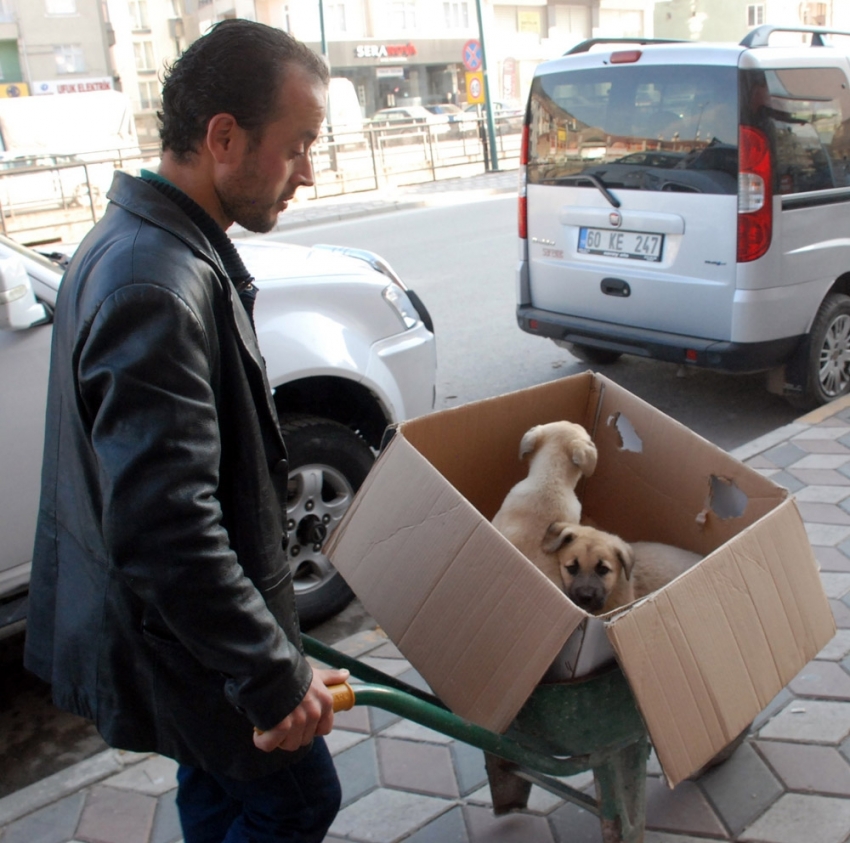 Hasta köpekleri veterinere el arabasıyla taşıdı