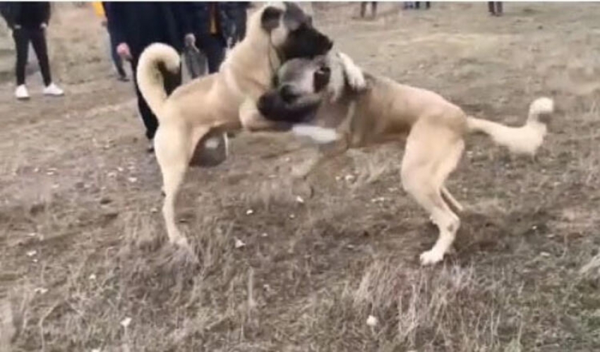 Köpekleri dövüştürüp, sosyal medyada yorumladılar