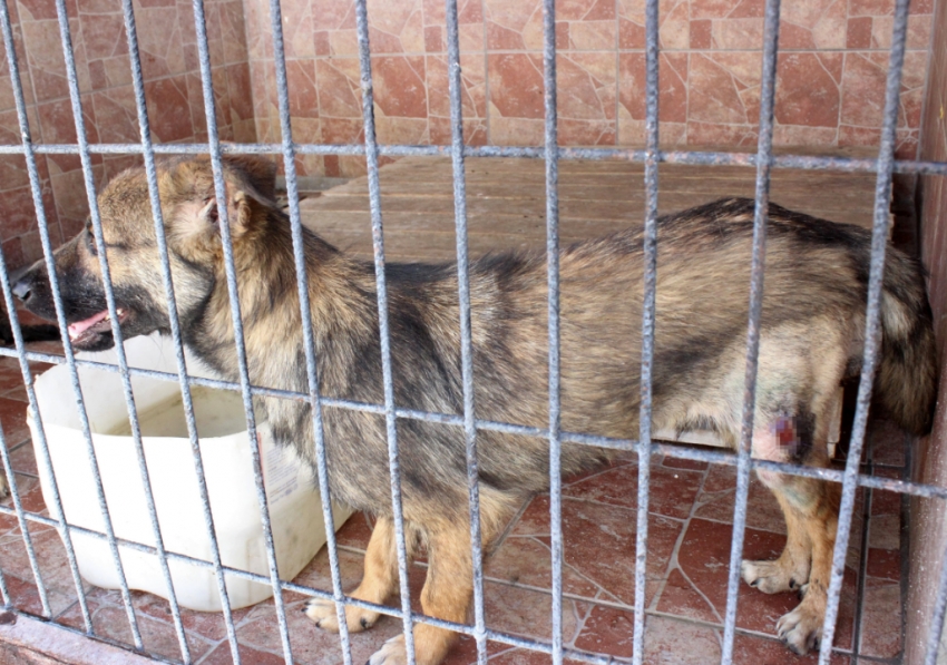 Yürüyemeyen sokak köpeğini sağlığına kavuşturdular