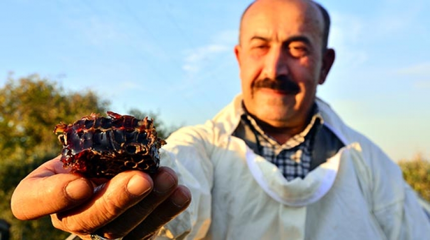 Gördüğü manzara ile şaşkına döndü