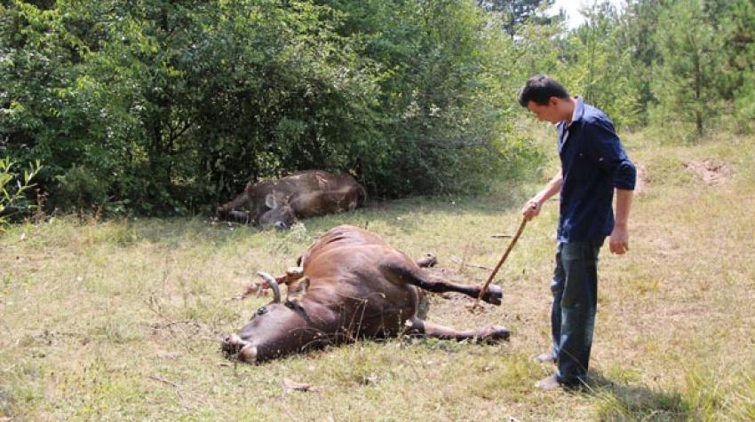 Köye kadar inen ayılar 3 ineği telef etti