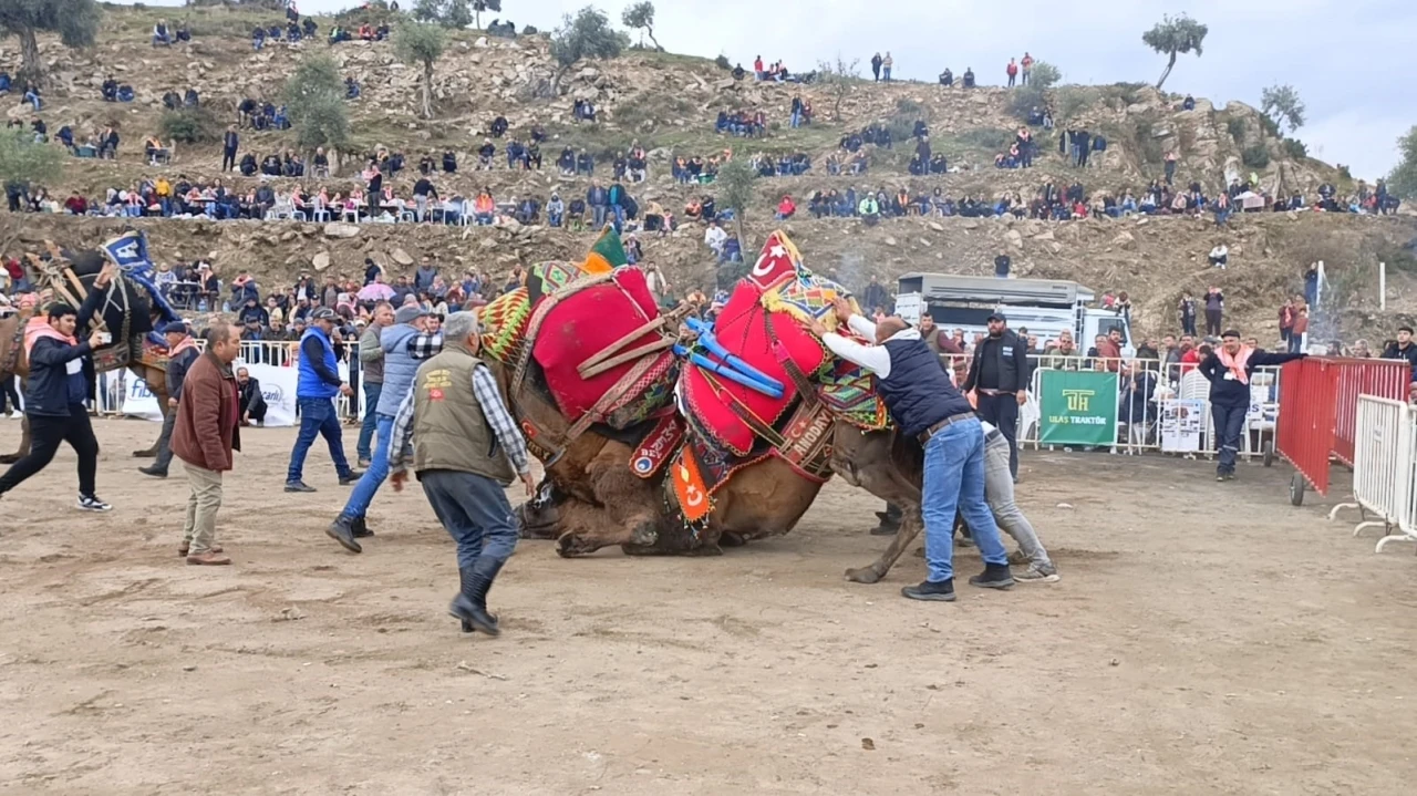 Koçarlı’da develer arenaya indi, şampiyonluk için güreşti
