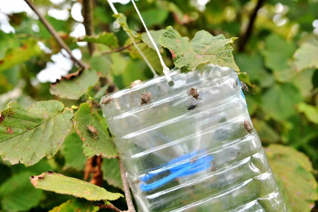 Kokarca ile mücadelede ’Cezbet-öldür’ dönemi sürüyor
