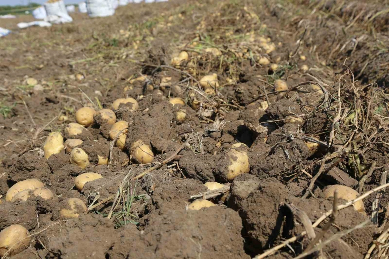 Konya Şeker’den üreticilere patates bedeli ödemesi
