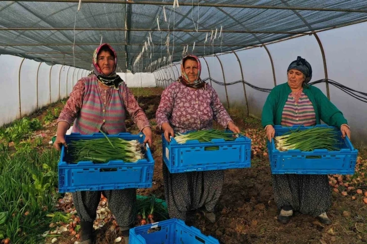 Kooperatiflere yüzde 75 hibeli tarım desteği
