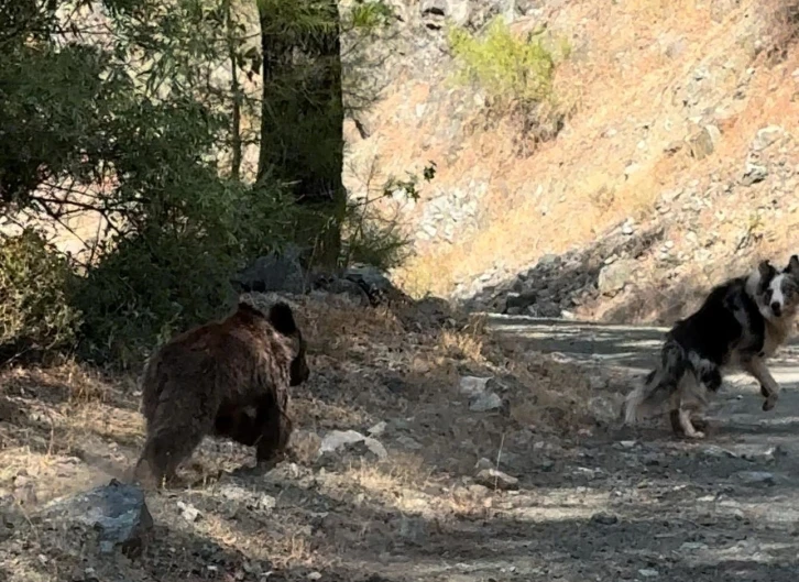 Köpeği ile gezerken yavru ayı ile karşılaştı
