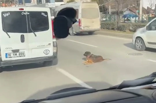 Bursa'da köpeğin keyfi trafiğe kilitledi