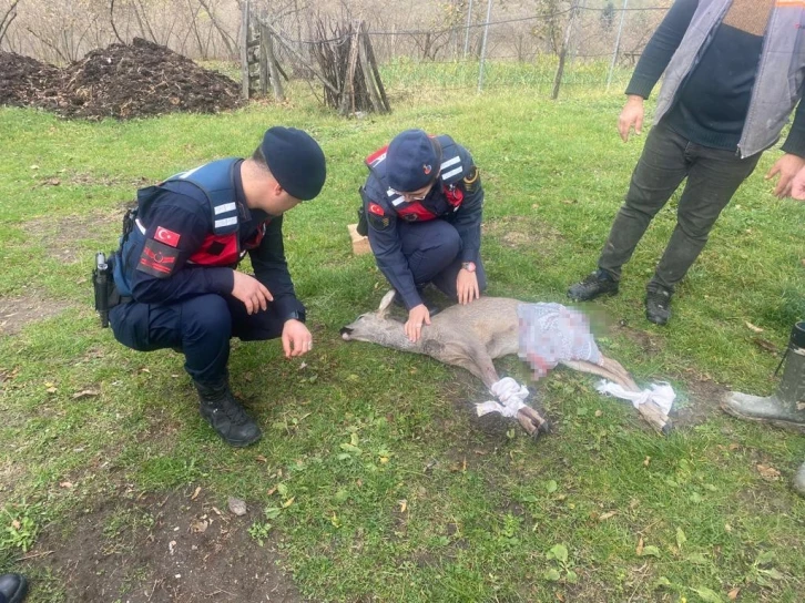 Köpeğin saldırısına uğrayan karaca tedavi altına alındı
