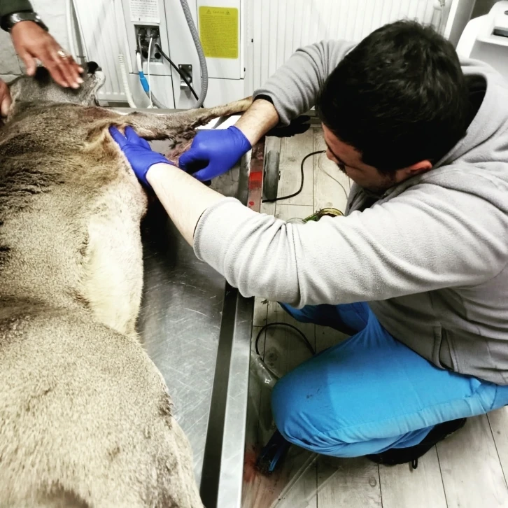 Köpeklerin saldırısına uğrayan yaralı karaca, tedavisinin ardından doğaya salındı
