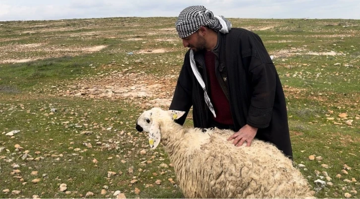 Koruma altına alınan Suruç koyunu tescilleniyor
