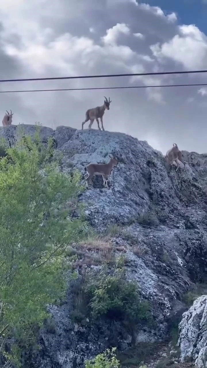 Koruma altındaki dağ keçileri sürü halinde görüntülendi
