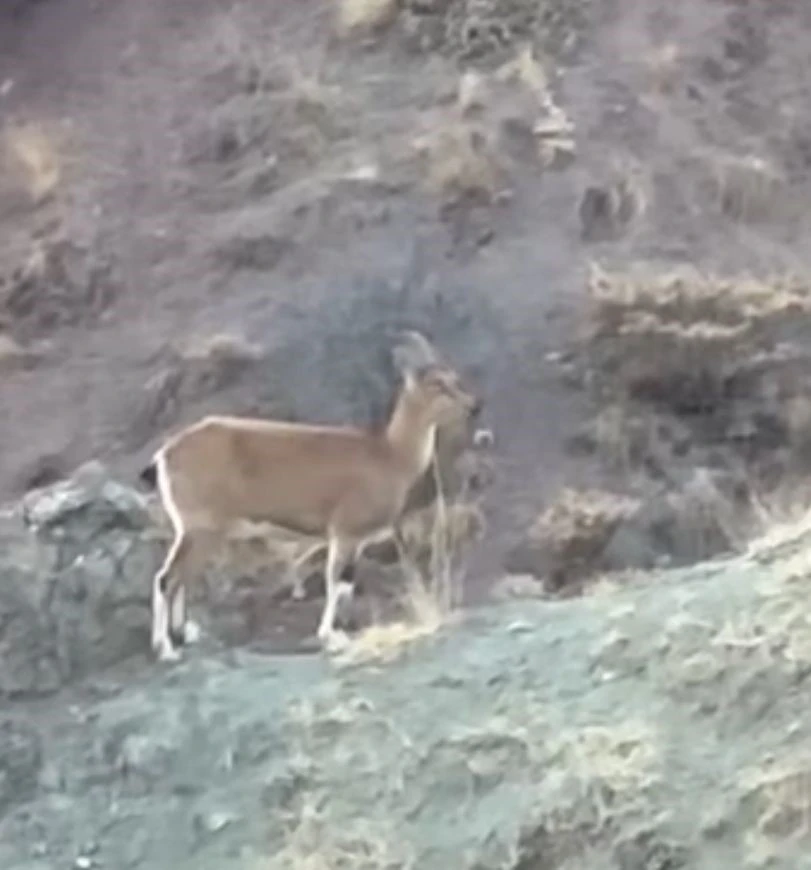 Koruma altındaki dağ keçisi ve yavruları Harput’ta görüntülendi
