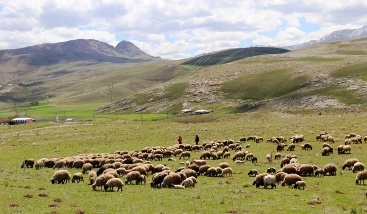 ‘Köyümde Yaşamak İçin Bir Sürü Nedenim Var’ projesi çitçilerin yüzünü güldürdü
