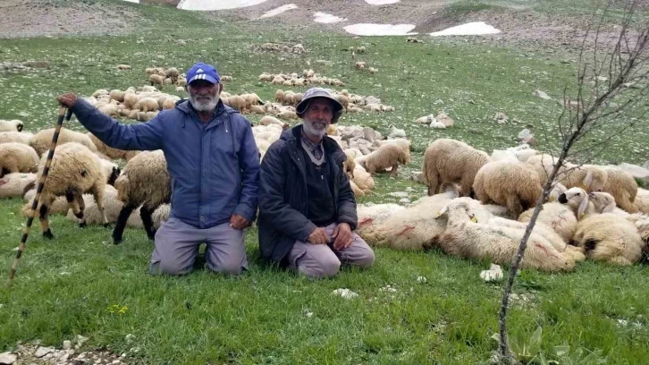 Koyun sürüleri İranlı çobanlara emanet
