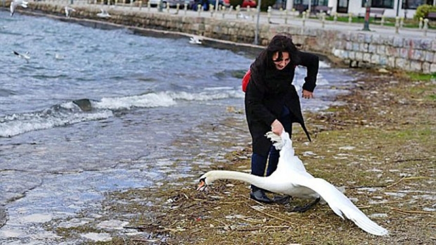 Fotoğraf çekmek isterken kuğuyu öldürdü