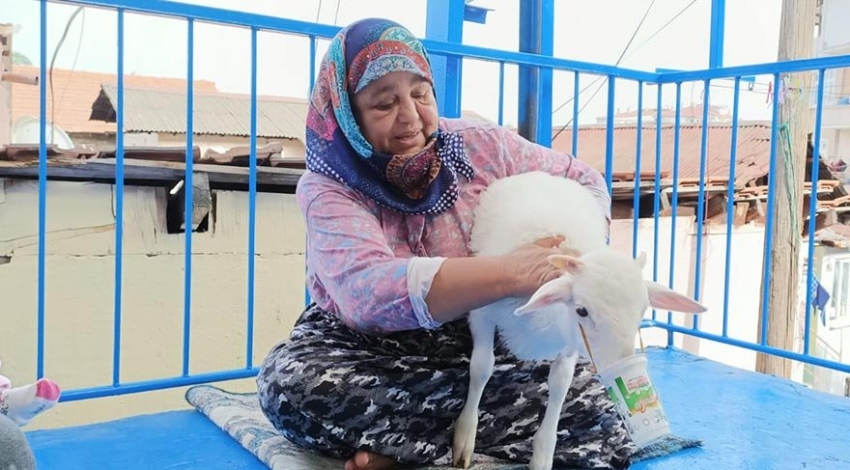  Annesi ölen kuzuya sahip çıktı