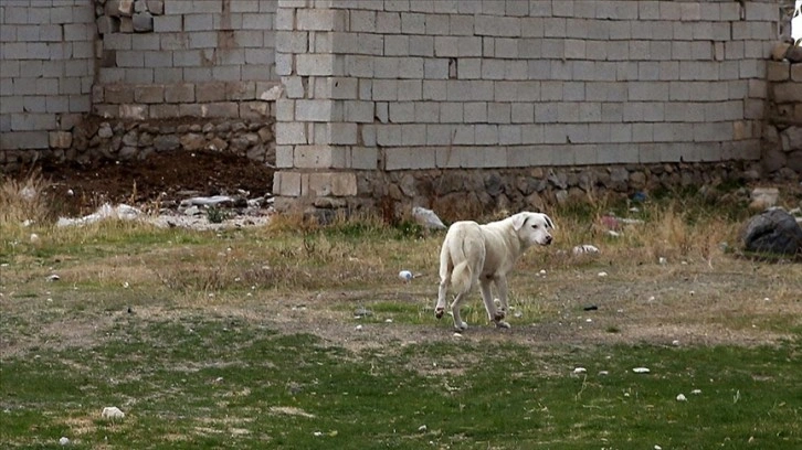 Kuduzla mücadelede 