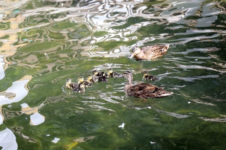 Kuğulu Park ailesi büyüdü
