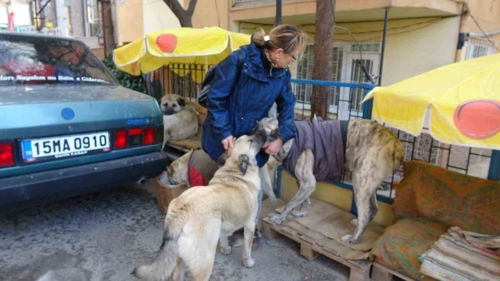 Kulübeleri kaldırılan sokak köpeklerini altlarına kilim serip yelek giydirerek soğuktan korudu