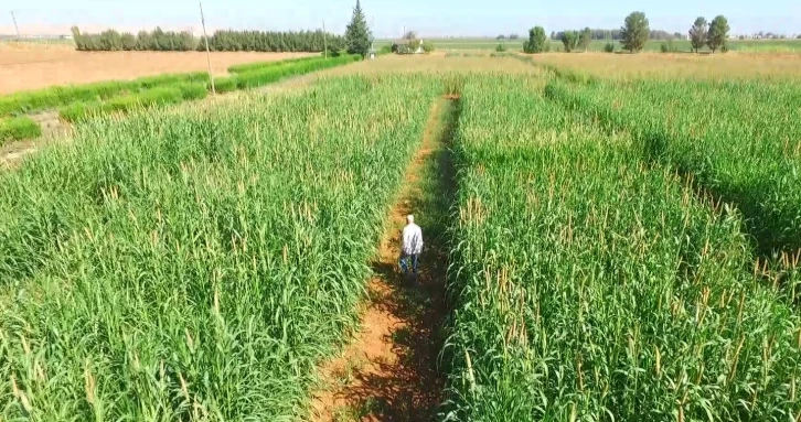 Kuraklığa ve sıcağa dayanıklı inci darısı Şanlıurfa’da alternatif ürün oluyor
