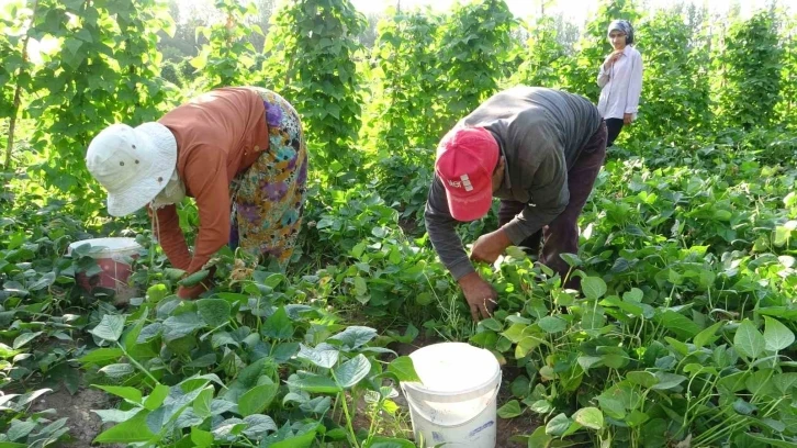 Kuraklık Gevaş fasulyesini vurdu
