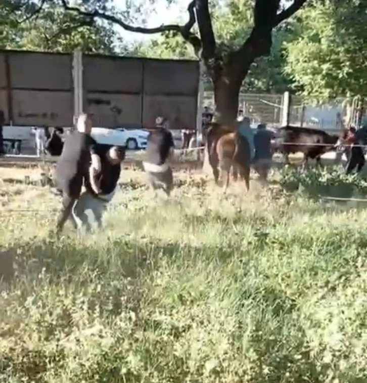 Kurbanlık danayı zapt etmeye çalıştılar