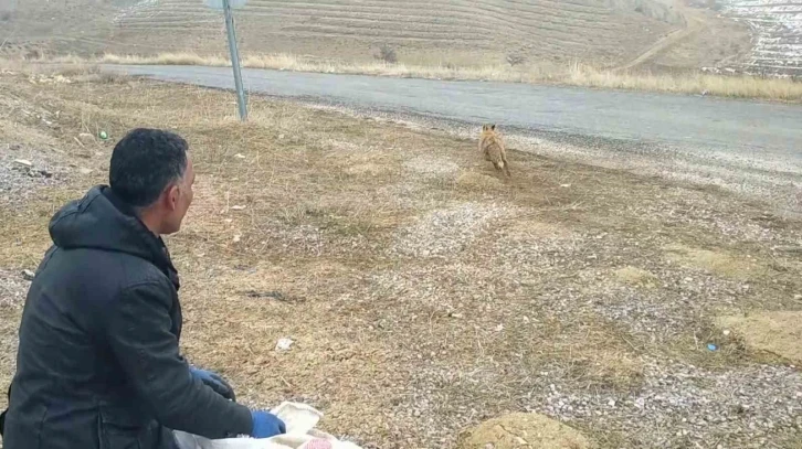 Kurnaz tilki bu kez yakayı ele verdi
