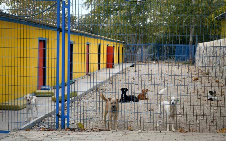 Kuşadası’nda 38 can dostu hayata tutundu
