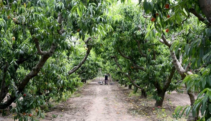 Kuşadası’nda ‘Rich May’ cinsi şeftalinin hasadına başlandı
