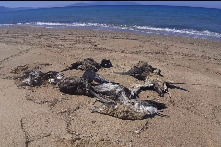 Kuşadası’nda yelkovan kuşları ölü bulundu
