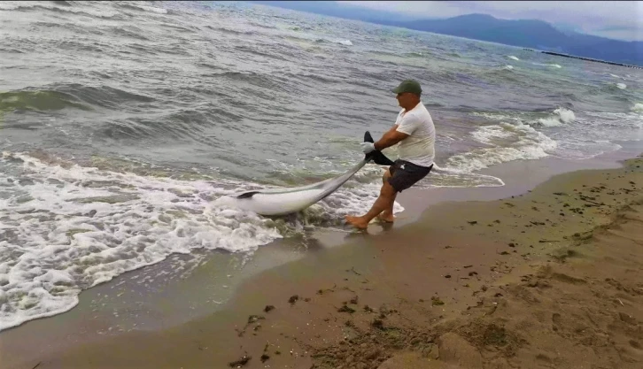 Kuşadası’nda yunus vakaları devam ediyor
