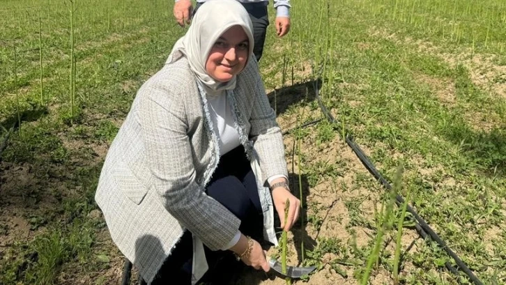 Kuşkonmaz hasadı başladı
