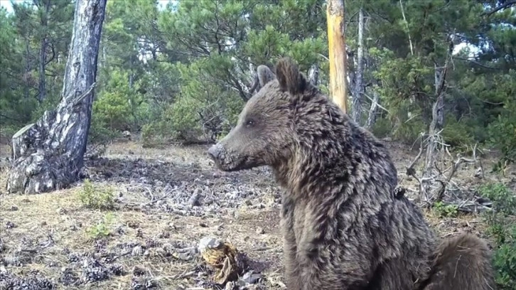 Kütahya’da boz ayının kaşınma keyfi fotokapanlarla görüntülendi