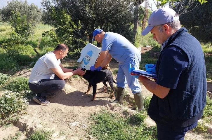 Kuyucak’ta kedi ve köpeklere kuduz aşısı yapıldı
