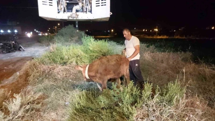 Kuyuya düşen dana itfaiye ekipleri tarafından kurtarıldı
