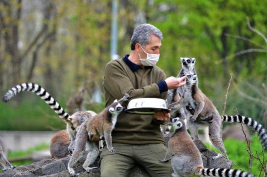 Bursa'da lemurların beslenme anlarında ortaya renkli görüntüler çıktı