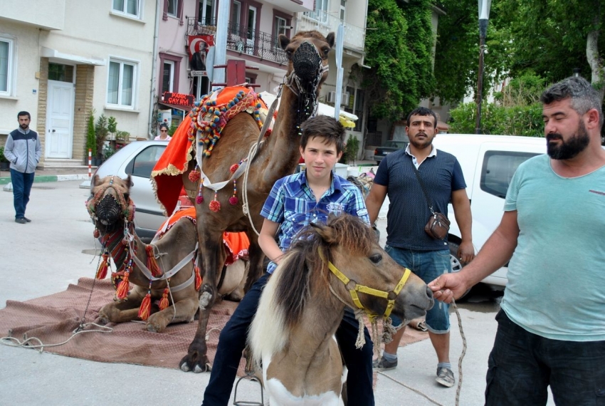 Manavgat’ın develeri Mudanya turunda