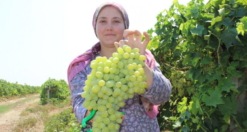 Türkiye’nin organik ürünleri Manisa’dan