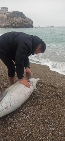 Maden işçisi balık tutmaya gittiği sahilde ölü yunus buldu
