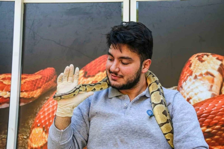 Mahalleye korku salan kral pitonunu boynuna dolayıp seviyor
