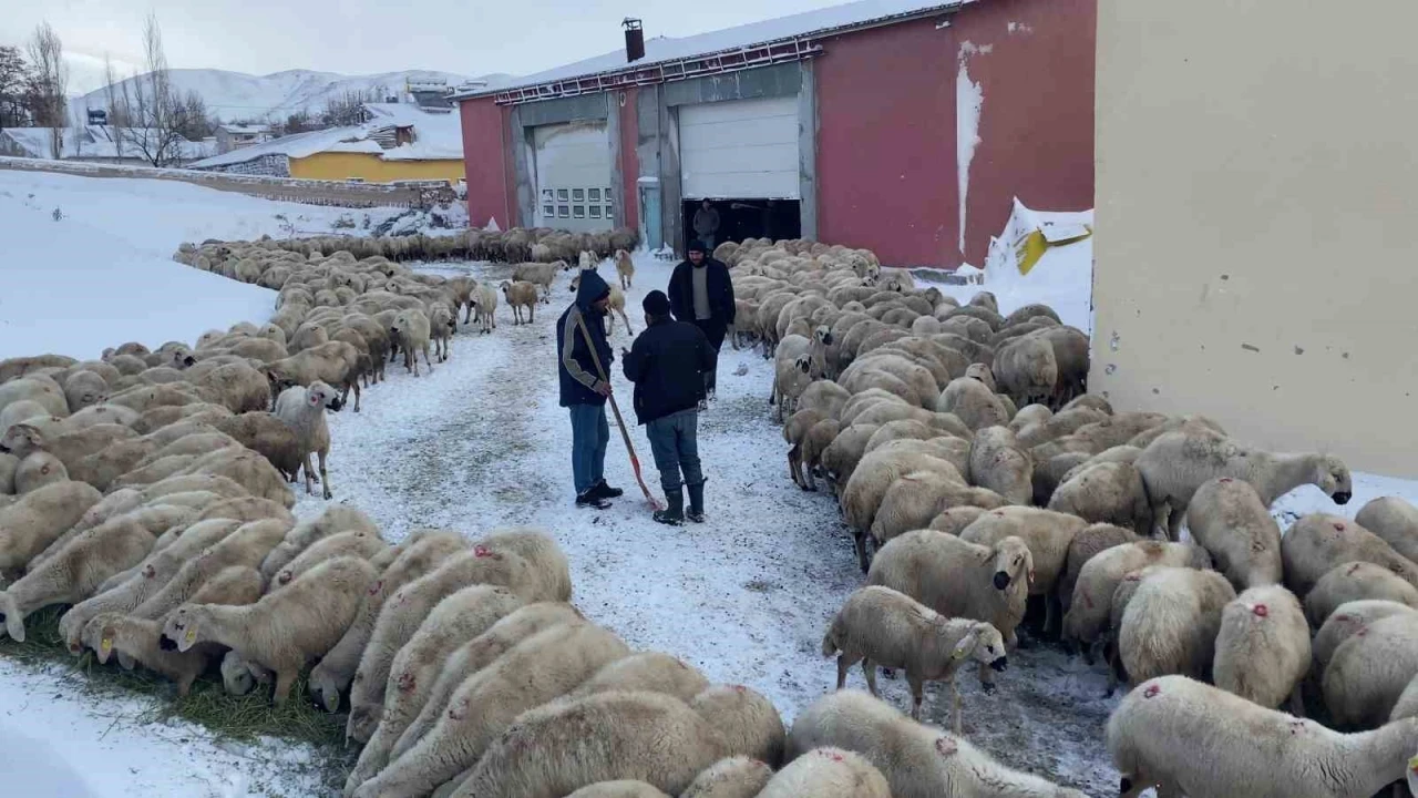 Mahsur kalan koyunlara ve çobanlara başkan sahip çıktı
