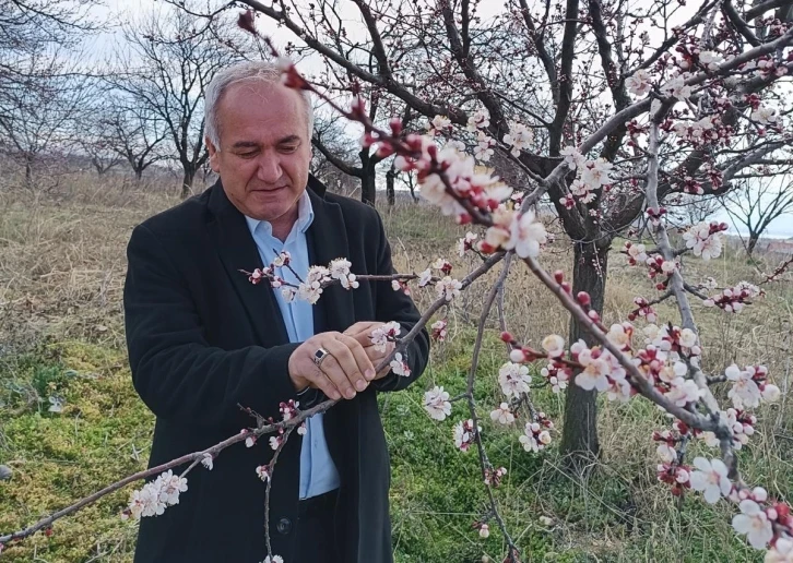 Malatya’da kayısıda zirai don tehlikesi
