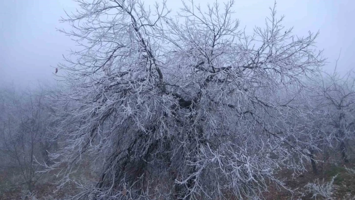 Malatya’da kırağı ağaçları ve bitkileri beyaza bürüdü
