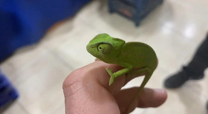 Mandalina kolisinden bukalemun çıktı
