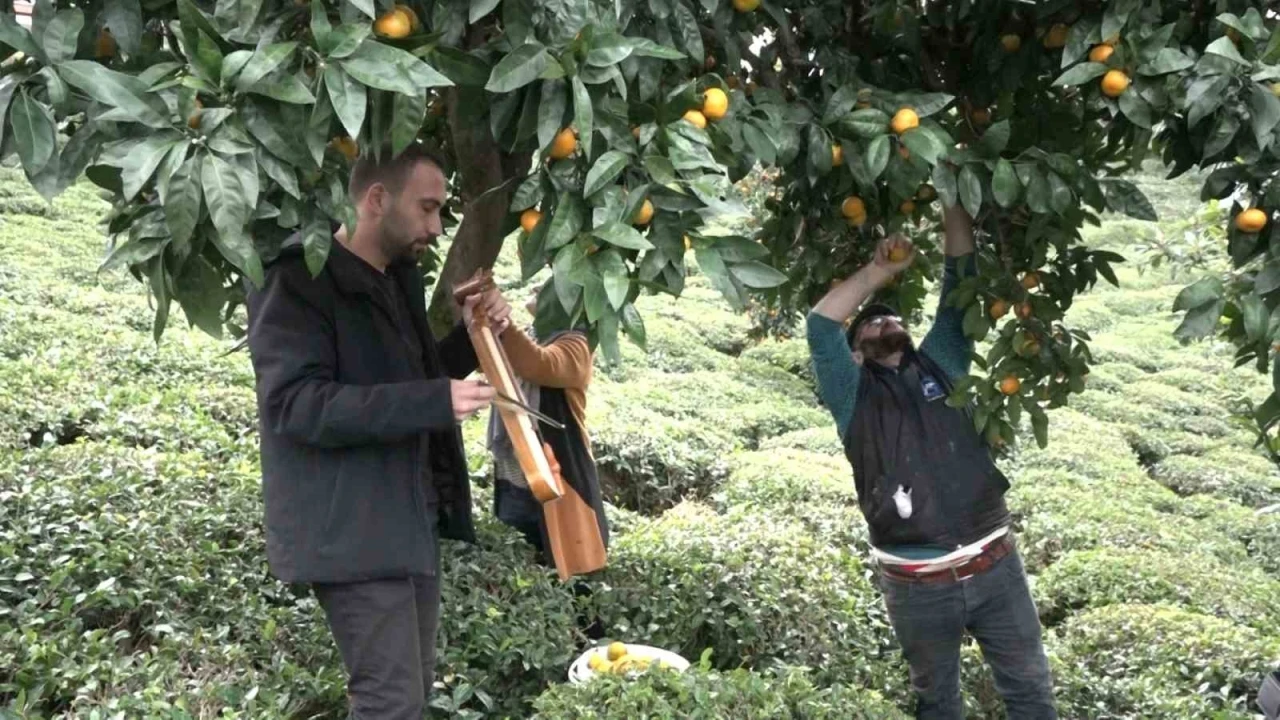 Mandalinayı kemençe eşliğinde hasat ettiler
