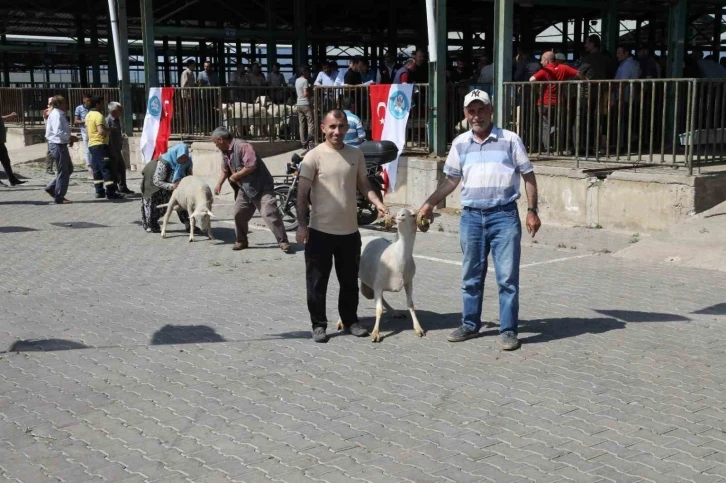 Manisa’da damızlık koçlar sahiplerini buldu
