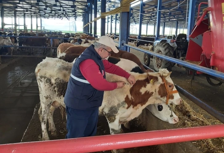 Manisa’da hayvan hareketleri kısıtlaması 28 Nisan’da sona eriyor
