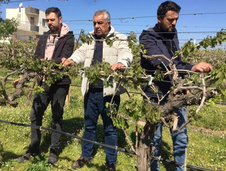 Manisa’da üzüm bağlarını don vurdu
