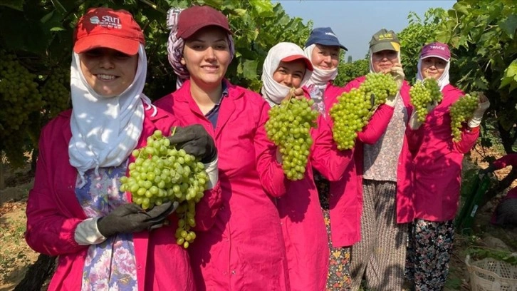 Manisa'da sofralık çekirdeksiz üzümde hasat başladı